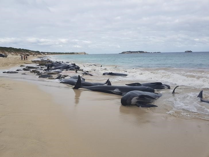 © Reuters. نفوق عدد كبير من الحيتان بعد جنوحها إلى شاطئ في غرب استراليا