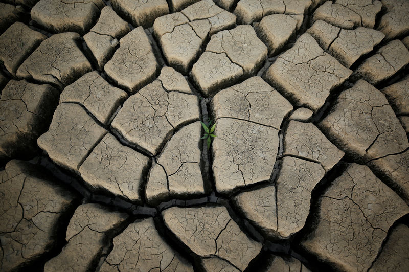 © Reuters. El "alarmante" declive de la naturaleza amenaza alimentos, agua y energía - ONU