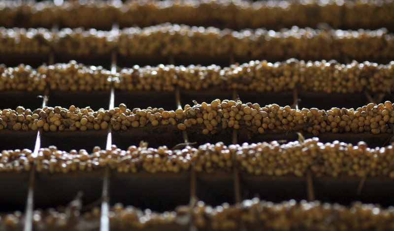 © Reuters. Grãos de soja em fábrica em Primavera do Leste, no Mato Grosso, Brasil