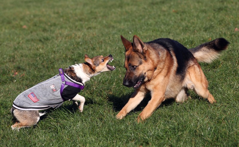 © Reuters. Two dogs play in a park in Milan