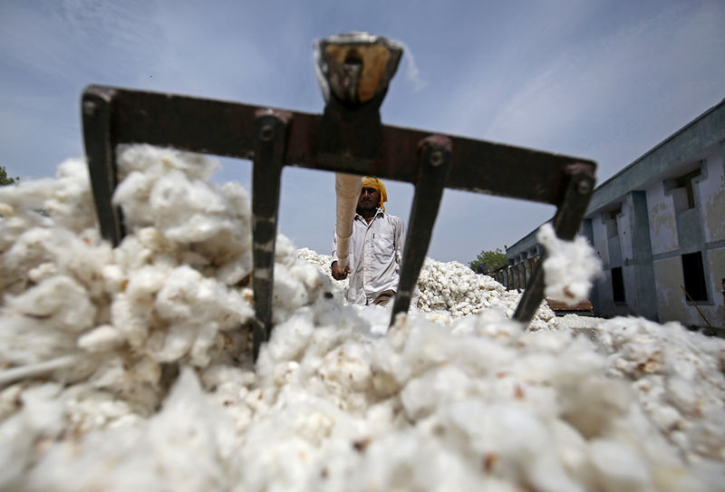 © Reuters. FILE PHOTO: An employee works at a cotton processing unit in Kadi town, in the western Indian state of Gujarat