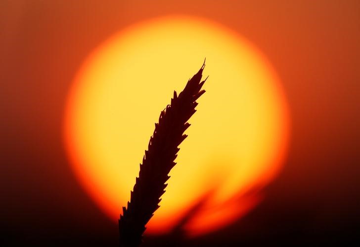 © Reuters. Колос пшеницы в поле вблизи села Легостаево в Красноярском крае
