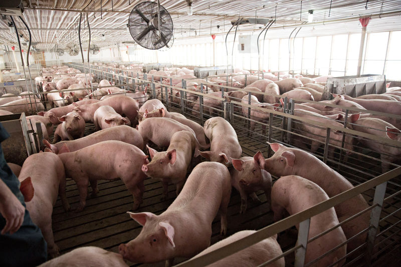 © Reuters. Pigs nearing market weight stand in pens at Duncan Farms in Polo