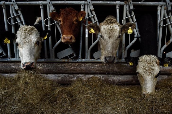 © Reuters. FILE PHOTO: Farmer Philip Maguire's Hereford and Aberdeen Angus cattle eat silage on his farm in Stepaside