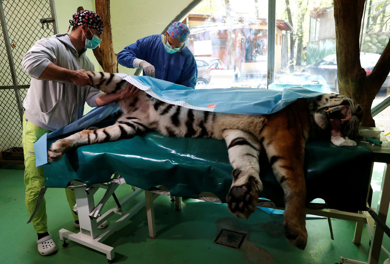 © Reuters. Veterinarian, Gippert performs non invasive stem cell surgery on Igor, the 13 year-old Siberian tiger in Zoo Szeged
