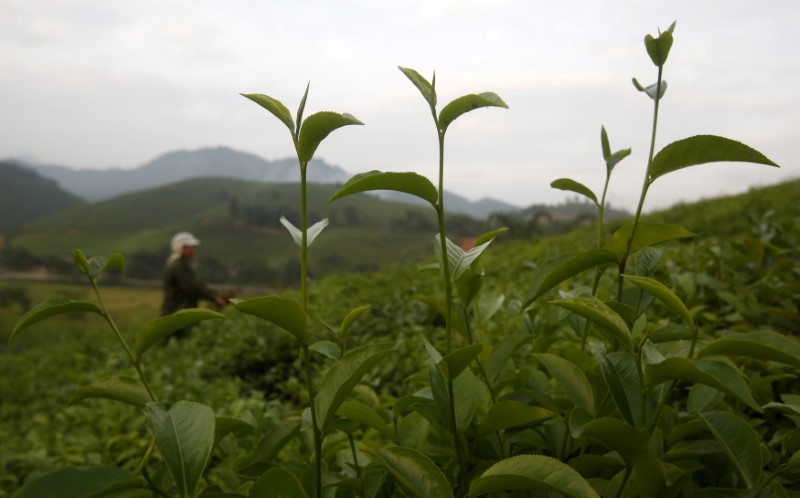 © Reuters. الاتحاد الأوروبي يحذر من المكملات الغذائية التي تحتوي على الشاي الأخضر