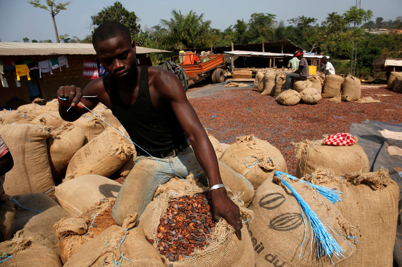 © Reuters. A man sews sacks of cocoa beans in Kahin village at the edge of Scio forest reserve in Duekoue