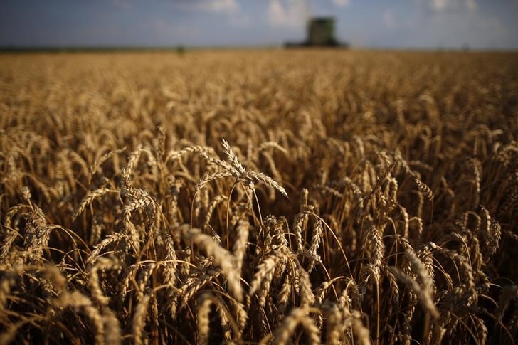 © Reuters. Plantação de trigo de inverno em Dixon, Ilinóis, EUA