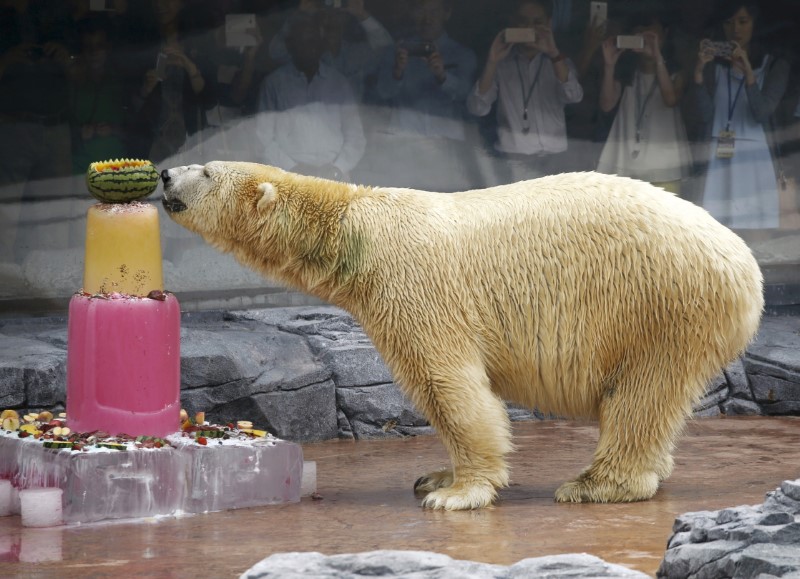 © Reuters. Inuka no zoológico de Cingapura