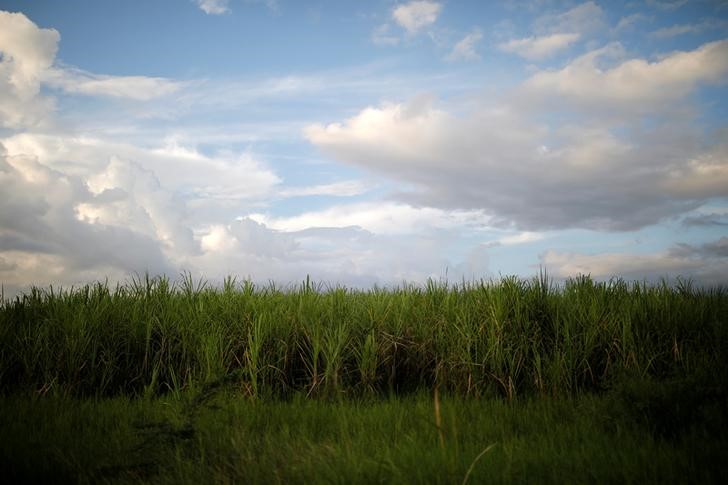 © Reuters. Plantação de cana-de-açúcar