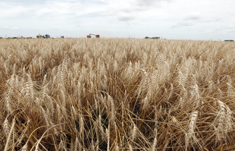 © Reuters. Plantação de trigo com ceifera debulhadora colhendo o cereal ao fundo