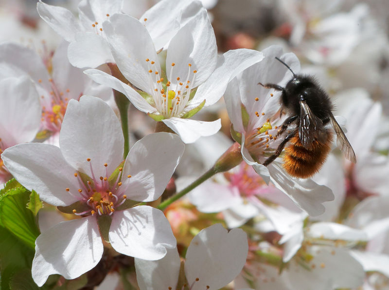 © Reuters. L'UE INTERDIT TROIS PESTICIDES DANGEREUX POUR LES ABEILLES