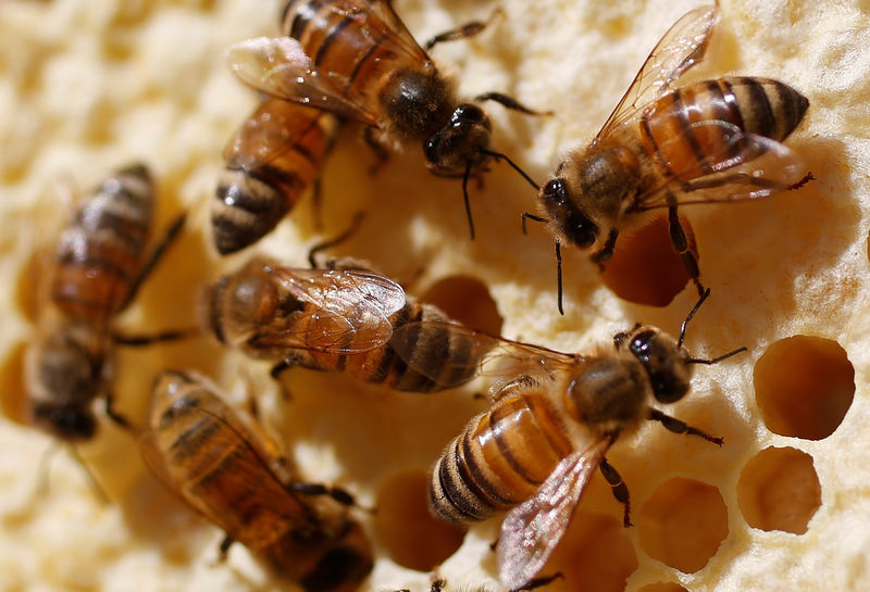 © Reuters. La UE adopta la prohibición de insecticidas dañinos para las abejas