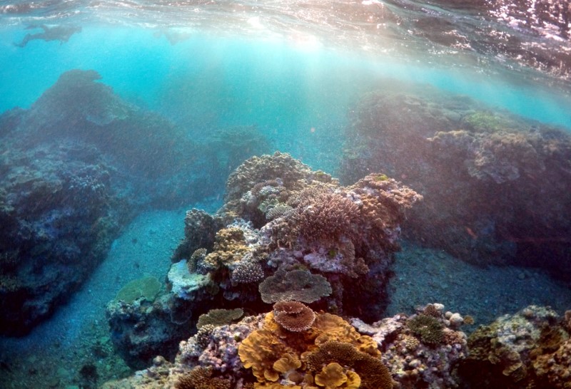 © Reuters. استراليا تعلن تمويلا حجمه 379 مليون دولار للحاجز المرجاني العظيم