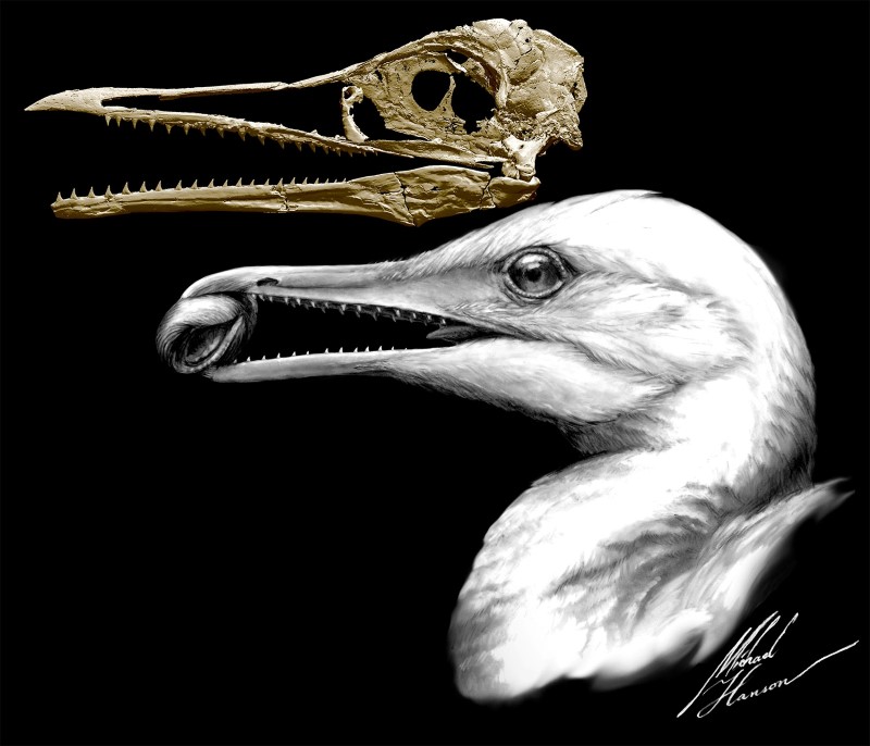 © Reuters. حفريات جديدة لطائر جمع صفات الديناصورات وطيور العصر الحديث