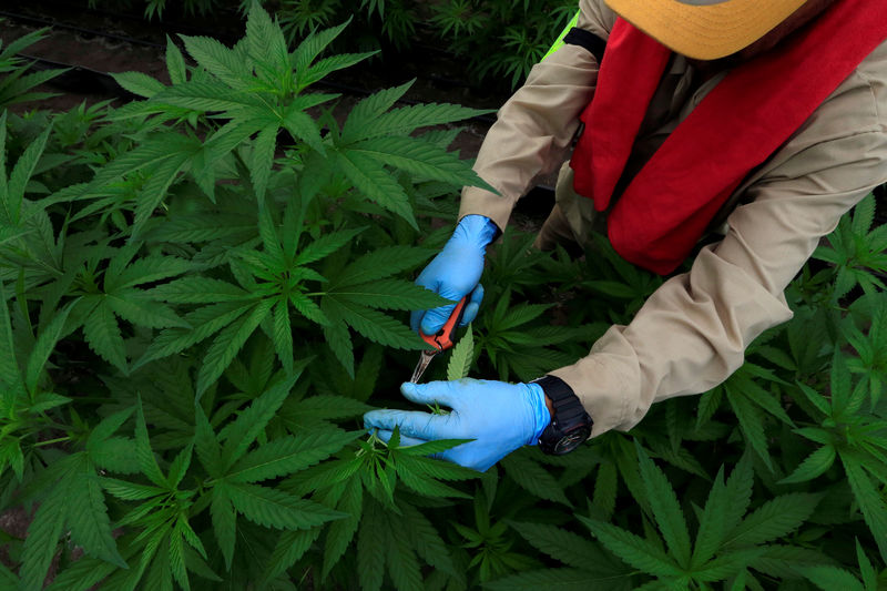 © Reuters. La marihuana medicinal abriría oportunidad de 