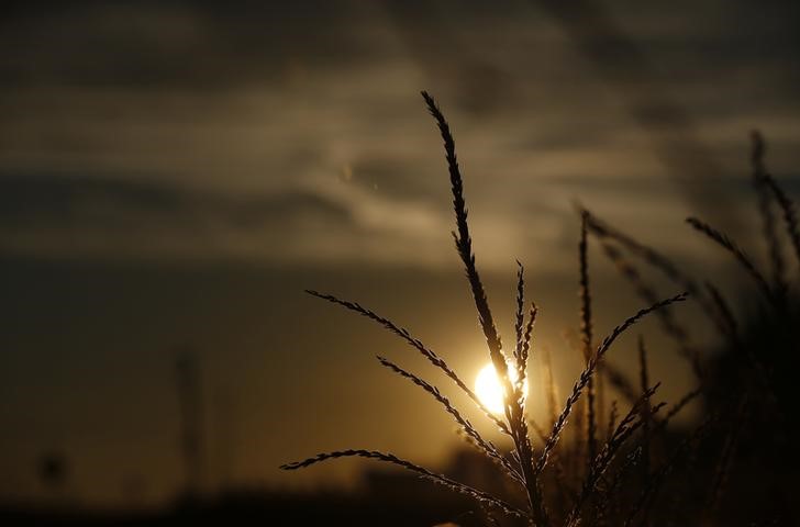 © Reuters. FILE PHOTO: The sun rises behind a corn tassel in a field in Minooka