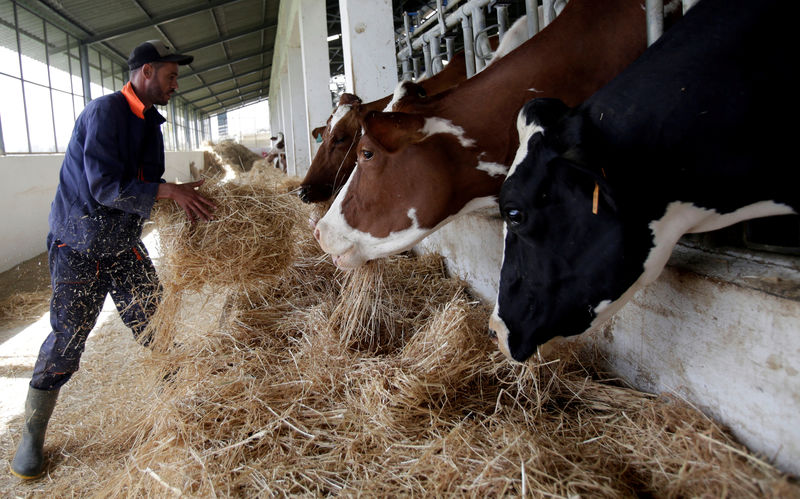 © Reuters. FILE PHOTO: Man feeds cows in a farm in Tipaza