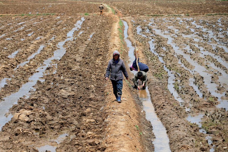 © Reuters. FILE PHOTO: People work in a field just outside Pyongyang