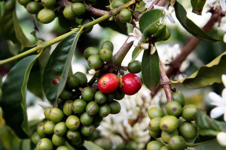 © Reuters. Gãos de café em plantação