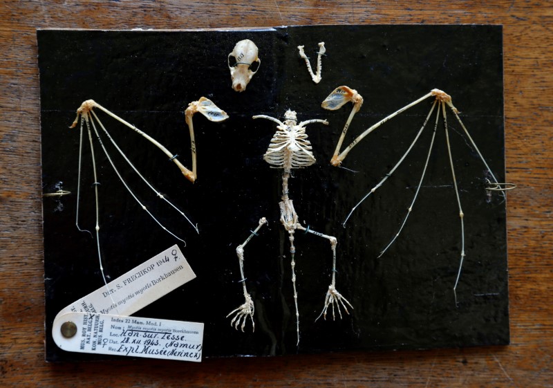 © Reuters. حفرية تظهر أن الخفافيش موجودة منذ قرابة 33 مليون سنة