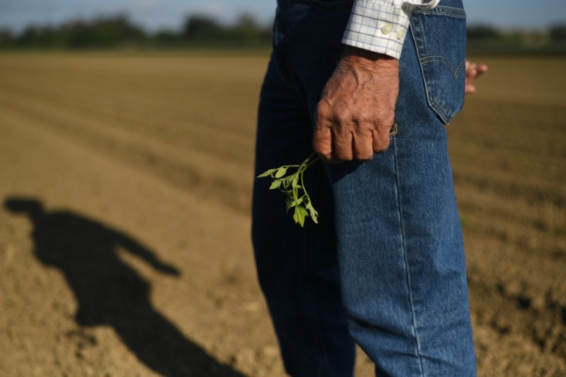 © Reuters. Pacific Coast Producers chairman Frank Muller holds a tomato seedling at his farm in Woodland, California
