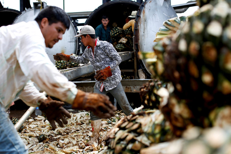 © Reuters. FILE PHOTO: Workers load blue agave hearts into an oven for distillation to make tequila at a factory in Amatitan