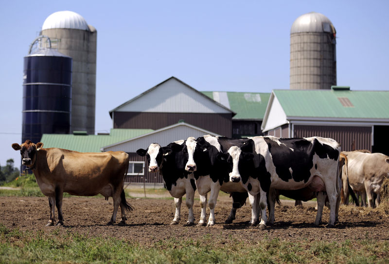 © Reuters. FILE PHOTO - Dairy cows stand in a field near Stayner