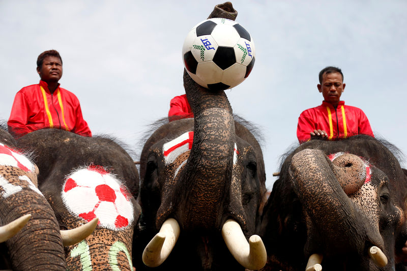 © Reuters. أفيال تلعب كرة القدم في تايلاند لمكافحة المراهنات قبل كأس العالم