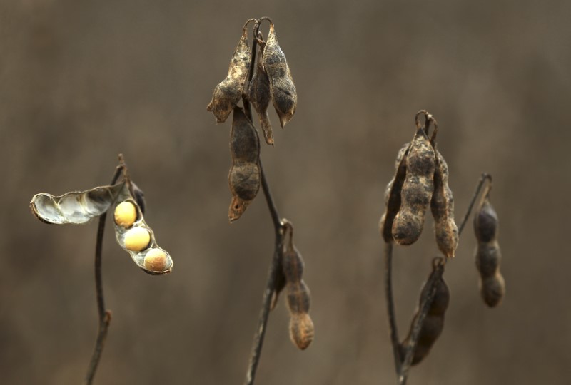 © Reuters. Plantação de soja em Primavera do Leste, Mato Grosso