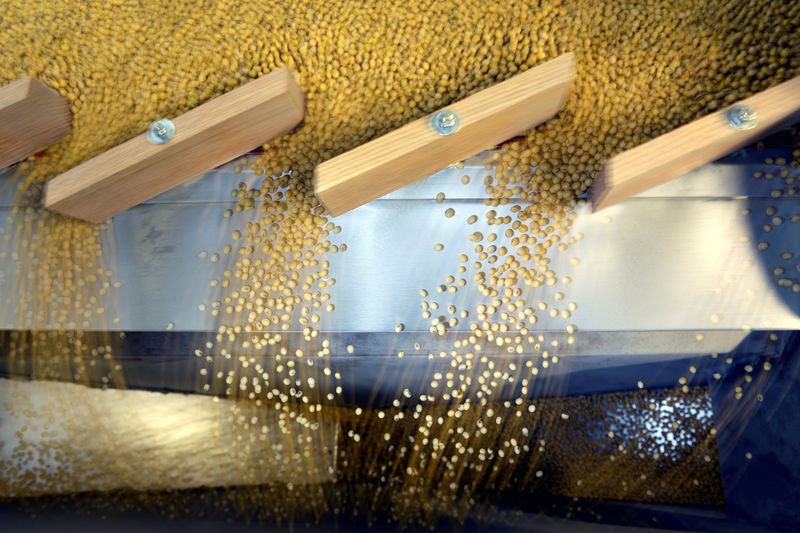 © Reuters. FILE PHOTO: Soybeans being sorted according to their weight and density on a gravity sorter machine at Peterson Farms Seed facility in Fargo
