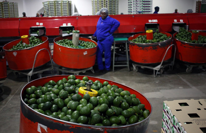 © Reuters. A worker takes a break from sorting avocados at a farm factory in Nelspruit in Mpumalanga province