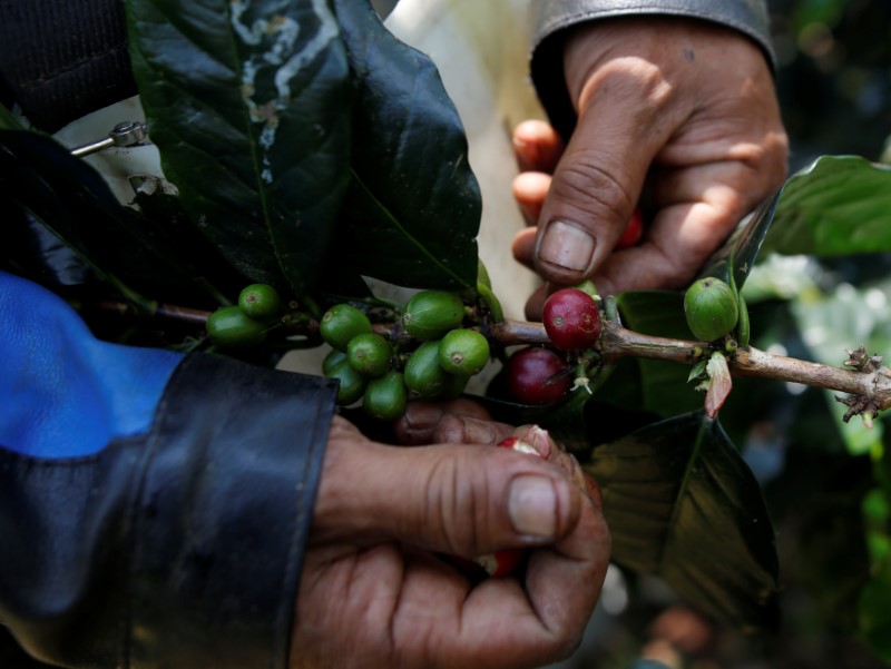 © Reuters. A worker harvests arabica coffee cherries at a plantation near Pangalengan, West Java