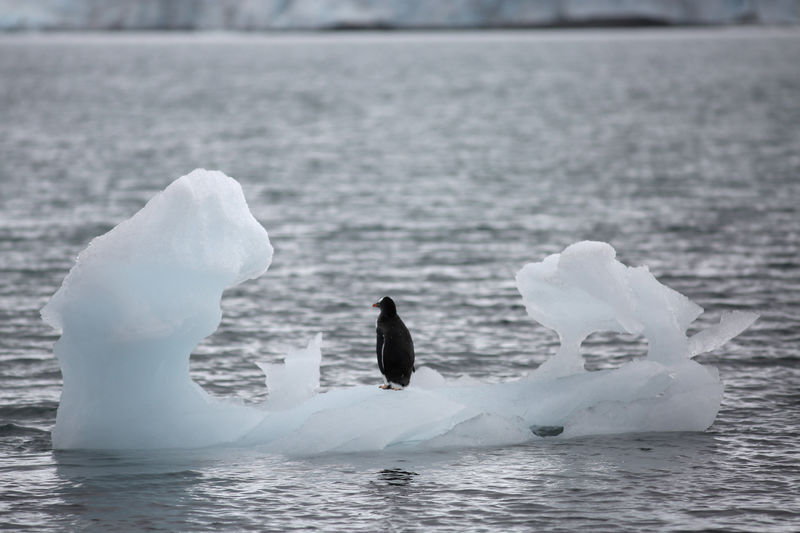 © Reuters. FOTO DE ARCHIVO: Un pingüino se encuentra en un iceberg en Yankee Harbor, Antártida, 18 de febrero de 2018