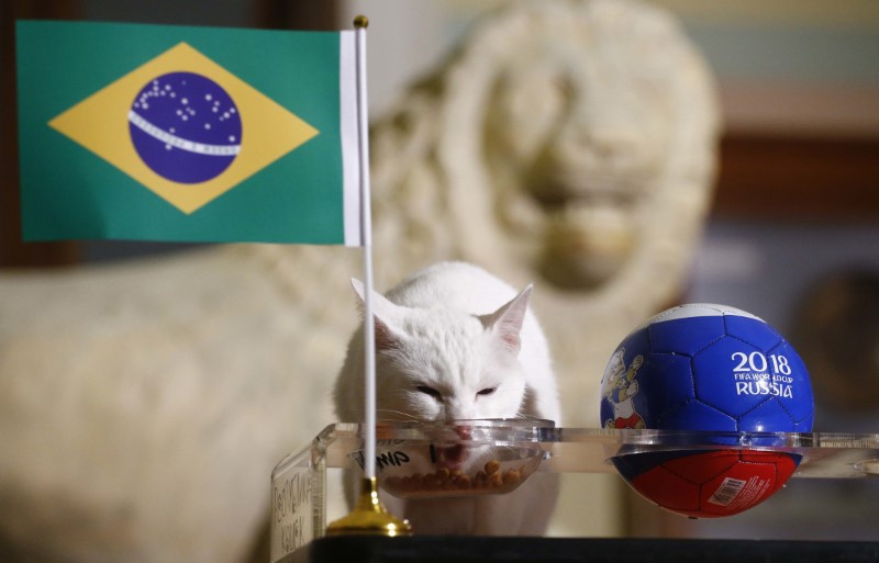 © Reuters. Achilles the cat attempts to predict the result of the 2018 FIFA World Cup match between Brazil and Costa Rica in Saint Petersburg