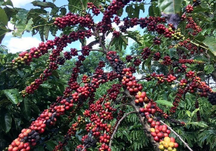 © Reuters. Plantação de café em São Gabriel da Palha, Espírito Santo