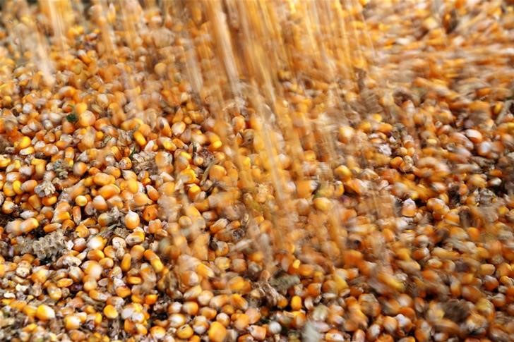 © Reuters. Grãos de milho em galpão de armazenamento