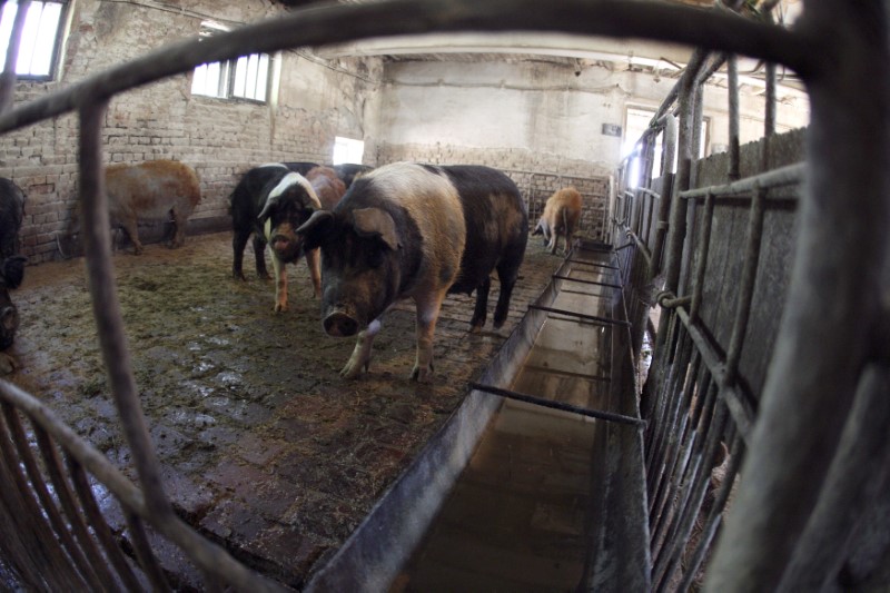 © Reuters. رومانيا تبلغ عن إصابات بحمى الخنازير الأفريقية في مزرعة جنوب البلاد
