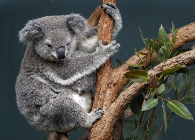 © Reuters. Coala e filhote em zoológico em Sydney, na Austrália