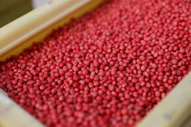 © Reuters. FILE PHOTO: Soy bean seeds are seen in a container at a farm in Gideon, Missouri