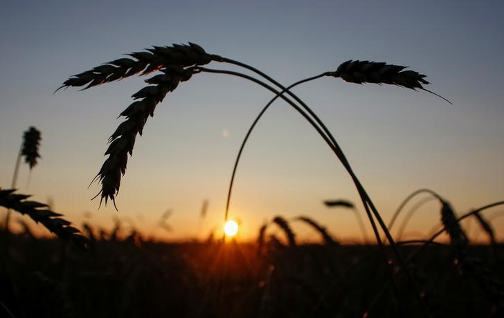 © Reuters. Колосья пшеницы на закате в Красноярском крае