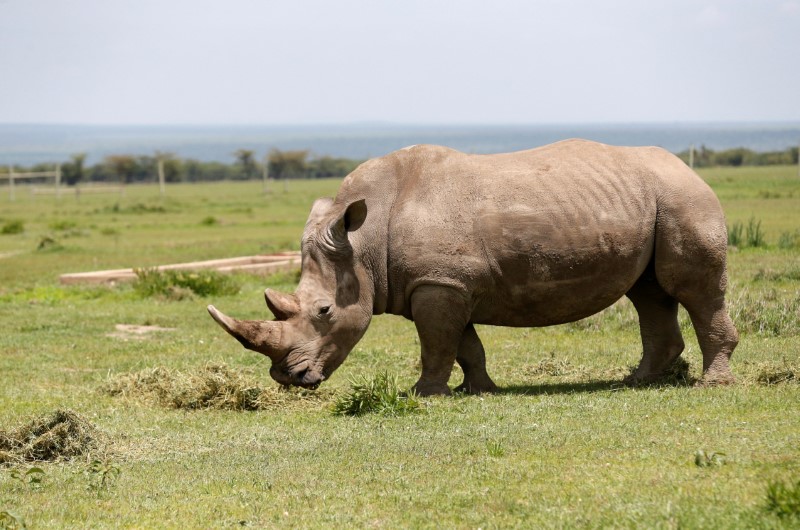 © Reuters. تخليق أجنة هجينة بالمعمل لمحاولة إنقاذ وحيد القرن الأبيض من الإنقراض