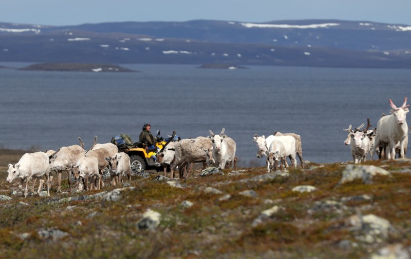 © Reuters. The Wider Image: As Arctic warms, herders tangle with new industries