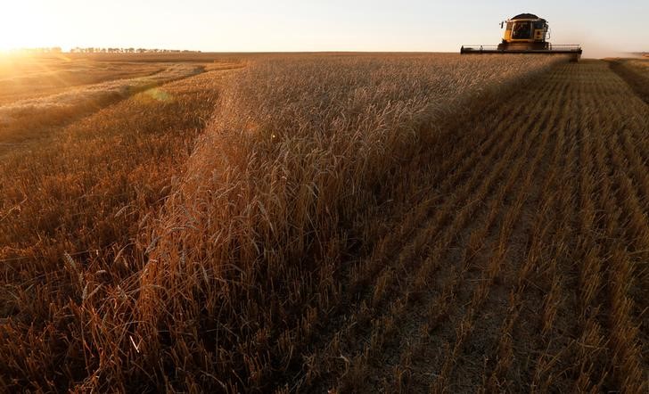 © Reuters. Комбайн убирает урожай пшеницы вблизи поселка Тальники Красноярского края