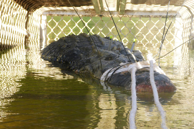 © Reuters. Crocodilo de 5 metros capturado na Austrália