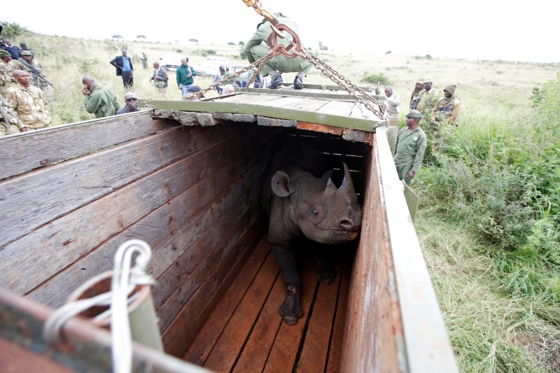 © Reuters. A female black Rhino stands in a box before being transported during rhino translocation exercise In the Nairobi National Park