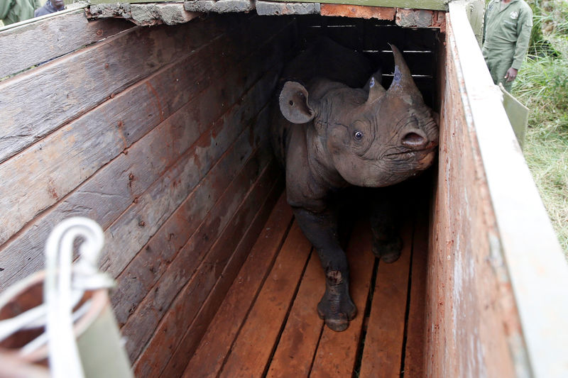 © Reuters. Ocho rinocerontes negros mueren en Kenia durante una reubicación entre parques