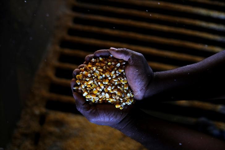 © Reuters. Homem segura milho da segunda safra em Sorriso, Mato Grosso, Brasil