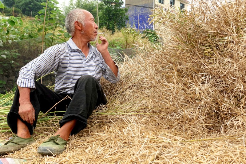 © Reuters. Farmer Liu Deke takes a smoke break next to rapeseed stalks at a field in Dongfeng village