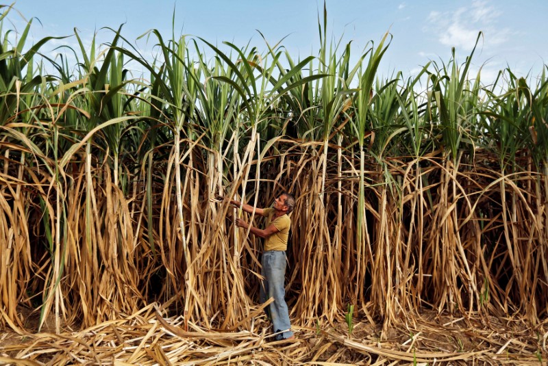 © Reuters. Agricultor em plantação de cana-de-açúcar perto de Ahmedabad, Índia